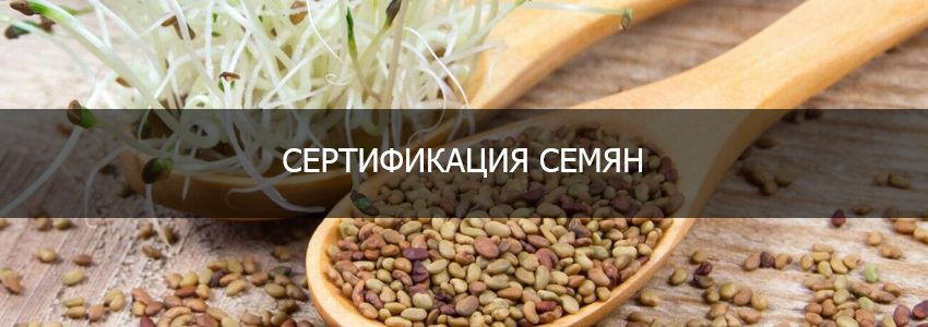 Сертификация семян в РФ